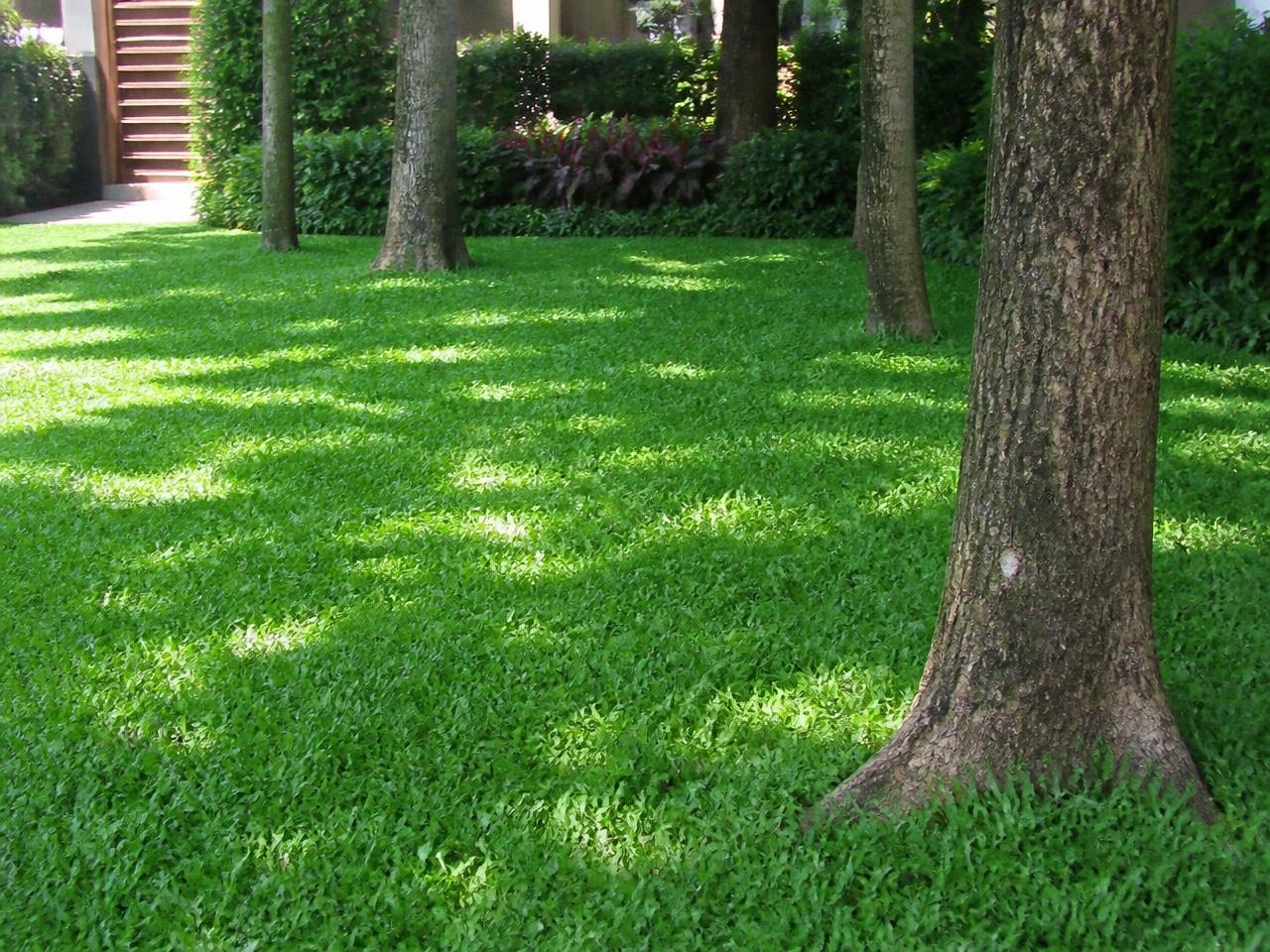 Grama Sempre Verde / São Carlos